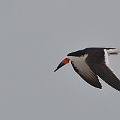 Black Skimmer, Goose Island State Park, Texas